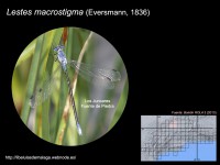 /album/familia-lestidae/a005-lestes-macrostigma-copia-jpg/